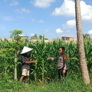 Dukung Swasembada Pangan, Polsek Labuapi Turun Langsung Mendampingi Petani di Lombok Barat