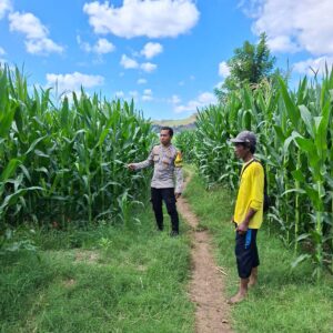 Bhabinkamtibmas Polsek Kempo Pantau Lahan Jagung Warga, Dukung Ketahanan Pangan Menuju Indonesia Emas