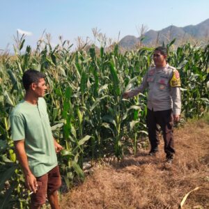Bhabinkamtibmas Polsek Kempo Pantau Lahan Jagung Warga, Dukung Ketahanan Pangan Menuju Indonesia Emas