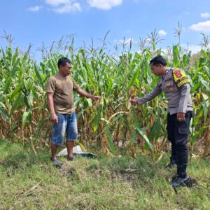 Bhabinkamtibmas Dorokobo Pantau Lahan Jagung Warga, Dukung Ketahanan Pangan Menuju Indonesia Emas