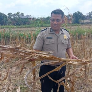 Polisi Polsek Kenduruan Polresta Tuban Cek Lahan Jagung Warga, Wujud Dukungan Polri terhadap Program Asta Cita Presiden RI