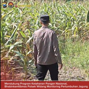 Bhabinkamtibmas Polsek Widang Monitoring Pertumbuhan Jagung