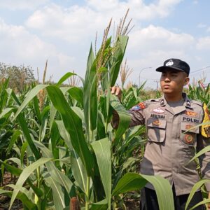 Polsek Kenduruan Polresta Tuban Dukung Program Asta Cita Presiden, Bhabinkamtibmas Desa Sokogrenjeng Cek Lahan Jagung Milik Warga