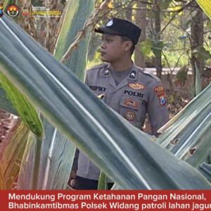 Mendukung Program Ketahanan Pangan, Polsek Widang Patroli Kawasan Lahan Pertanian Jagung