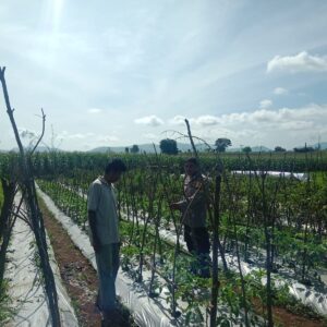 DORONG PEMANFAATAN LAHAN PEKARANGAN UNTUK KETAHANAN PANGAN, BHABINKAMTIBMAS DESA SUKA DAMAI SAMBANG WARGA