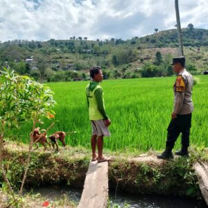 Dukung Ketahanan Pangan Nasional, Bhabinkamtibmas Desa Kerekeh Sambangi Petani Padi dan Dorong Perawatan Tanaman Optimal