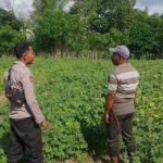 Bhabinkamtibmas Desa Pamanto Sambangi Petani dan Pantau Pertumbuhan Tanaman Kacang Kedelai