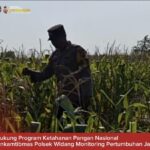 Bhabinkamtibmas Polsek Widang Monitoring Pertumbuhan Jagung