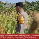 Bhabinkamtibmas Polsek Widang Monitoring Pertumbuhan Jagung