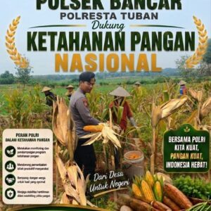 Dukung Ketahanan Pangan Nasional, Bripda Shandy Polsek Bancar Monitoring Panen Jagung di Latsari