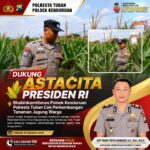 Dukung Astacita Presiden RI, Bhabinkamtibmas Polsek Kenduruan Polresta Tuban Cek Perkembangan Tanaman Jagung Warga