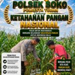 [07.52, 12/8/2026] Deni Tuban Jatim: Polsek Soko Polresta Tuban Turun Langsung Cek Tanaman Jagung Warga
