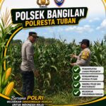 MONITORING KETAHANAN PANGAN POLSEK BANGILAN