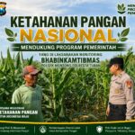 Polsek Montong Polresta Tuban Turun Cek Tanaman jagung Warga di Desa Pucangan