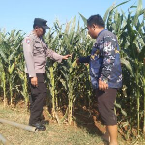Dukung Astacita Presiden RI, Bhabinkamtibmas Polsek Jenu Polresta Tuban Cek Perkembangan Tanaman Jagung Warga