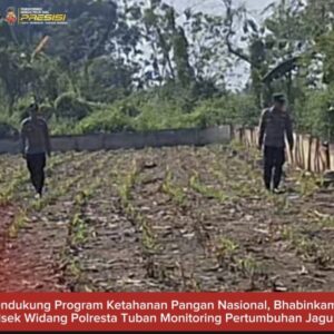 Bhabinkamtibmas Polsek Widang Monitoring Pertumbuhan Jagung