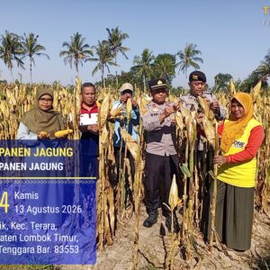 Kapolsek Terara Panen Jagung Bersama Kelompok Tani, Dukung Program Ketahanan Pangan