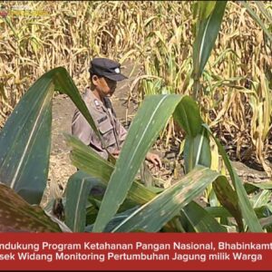 Bhabinkamtibmas Polsek Widang Monitoring Pertumbuhan Jagung