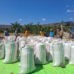 Bhabinkamtibmas Polsek Kempo Pantau Hasil Panen Jagung Warga di Dorokobo