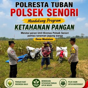 Mendukung Program Ketahanan Pangan Nasional Anggota Unit Binmas Polsek Senori Polresta Tuban Memantau Tanaman Jagung Milik Warga Desa Medalem