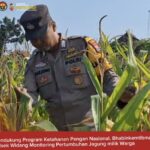 Bhabinkamtibmas Polsek Widang Monitoring Pertumbuhan Jagung