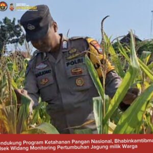 Bhabinkamtibmas Polsek Widang Monitoring Pertumbuhan Jagung