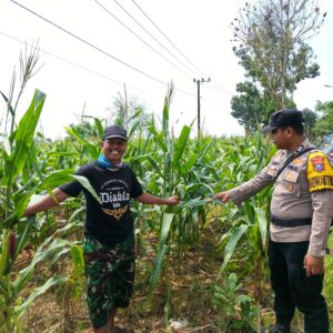 Polsek Tambakboyo Polres Tuban Turun Cek Tanaman jagung Warga di Desa Ngulahan
