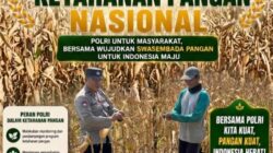 Dukung Program Ketahanan Pangan Nasional, Anggota Polsek Bancar Turun Ke Lahan Panen Jagung Bersama Warga Cingklung
