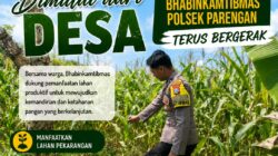 Dukung Program ASTACITA, Bhabinkamtibmas Desa Suciharjo Polsek Parengan Polresta Tuban sambangi lokasi tanaman Jagung Di Desa Suciharjo Kec. Parengan