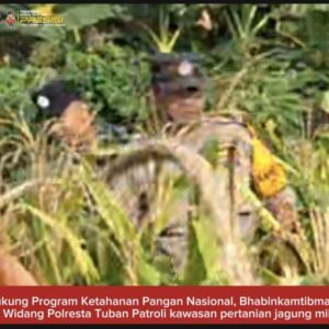 Mendukung Program Ketahanan Pangan, Polsek Widang Patroli Kawasan Lahan Pertanian Jagung