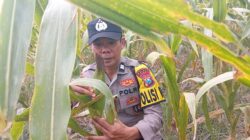 Polisi RW Polsek Kenduruan Polresta Tuban Cek Perkembangan Tanaman Jagung, Dukung Ketahanan Pangan Nasional