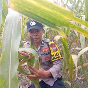 Polisi RW Polsek Kenduruan Polresta Tuban Cek Perkembangan Tanaman Jagung, Dukung Ketahanan Pangan Nasional