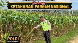 MONITORING KETAHANAN PANGAN TANAMAN JAGUNG