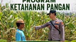 Mendukung Program Ketahanan Pangan Nasional Anggota Bhabinkamtibmas Polsek Senori Polresta Tuban Monitoring Tanaman Jagung Warga Desa Leran