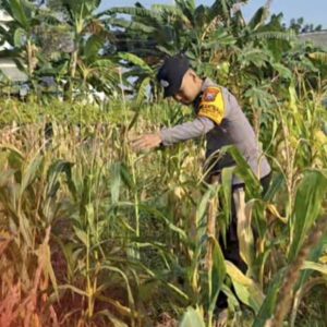 Bhabinkamtibmas Polsek Widang Monitoring Pertumbuhan Jagung