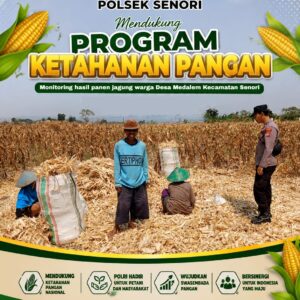 Anggota Bhabinkamtibmas Polsek Senori Polres Tuban Turun ke Ladang, Bantu Warga Desa Medalem Panen Jagung
