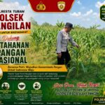 POLSEK BANGILAN DUKUNG KETAHANAN PANGAN, WUJUDKAN SWASEMBADA PANGAN DI WILAYAH