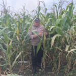 Dukung Astacita Presiden RI, Bhabinkamtibmas Polsek Jenu Polresta Tuban Cek Perkembangan Tanaman Jagung Warga