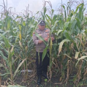 Dukung Astacita Presiden RI, Bhabinkamtibmas Polsek Jenu Polresta Tuban Cek Perkembangan Tanaman Jagung Warga