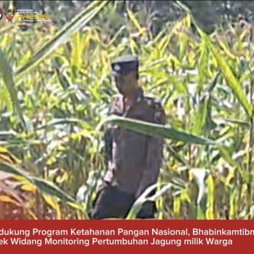 Bhabinkamtibmas Polsek Widang Monitoring Pertumbuhan Jagung
