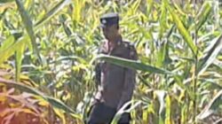 Bhabinkamtibmas Polsek Widang Monitoring Pertumbuhan Jagung