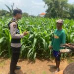 Dukung Astacita Presiden RI, Bhabinkamtibmas Polsek Jenu Polresta Tuban Cek Perkembangan Tanaman Jagung Warga