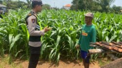 Dukung Astacita Presiden RI, Bhabinkamtibmas Polsek Jenu Polresta Tuban Cek Perkembangan Tanaman Jagung Warga