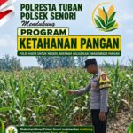 Mendukung Program Ketahanan Pangan Nasional Anggota Bhabinkamtibmas Polsek Senori Polresta Tuban Monitoring Tanaman Jagung Warga Desa Jatisari