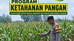 Mendukung Program Ketahanan Pangan Nasional Anggota Bhabinkamtibmas Polsek Senori Polresta Tuban Monitoring Tanaman Jagung Warga Desa Jatisari