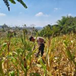 Polri Dukung Astacita, Polsek Grabagan Polresta Tuban Turun Cek Tanaman jagung milik Warga di Desa Grabagan