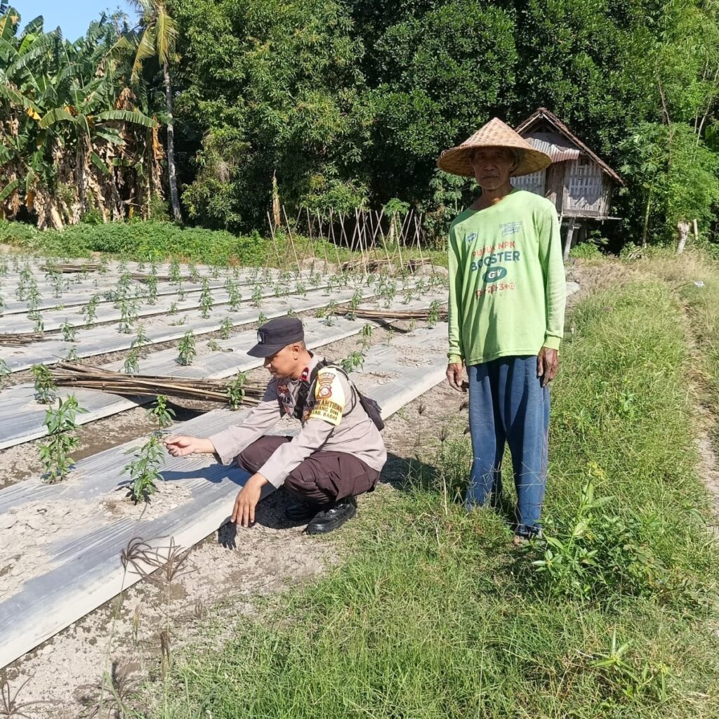 Dukung Ketahanan Pangan, Bhabinkamtibmas Desa Karang Dima Sambangi Petani Cabai di Dusun Sumer Payung