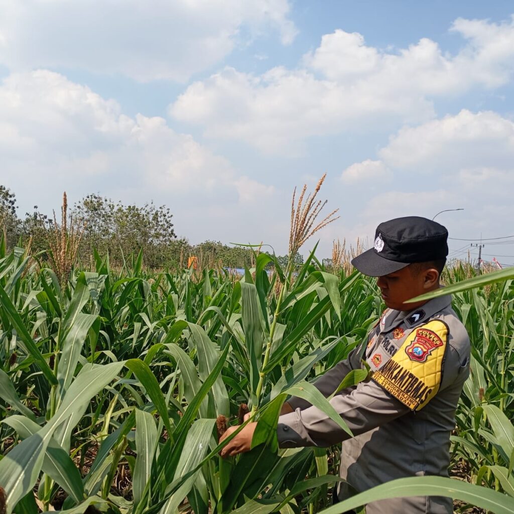 Dukung Astacita Presiden RI, Bhabinkamtibmas Polsek Kenduruan Polresta Tuban Cek Perkembangan Tanaman Jagung Warga