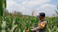 Dukung Astacita Presiden RI, Bhabinkamtibmas Polsek Kenduruan Polresta Tuban Cek Perkembangan Tanaman Jagung Warga