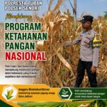 Mendukung Program Ketahanan Pangan Nasional Anggota Bhabinkamtibmas Polsek Senori Polresta Tuban Memantau Kondisi Tanaman Jagung Warga Desa Jatisari